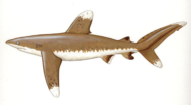 Carcharhinus