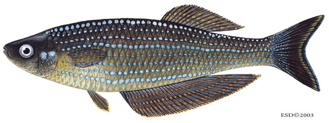 Lamprichthys tanganicanus