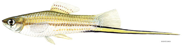 Xiphophorus hellerii