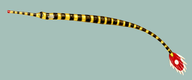 Doryrhamphus dactyliophorus