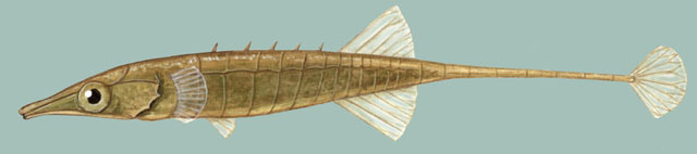 Indostomidae