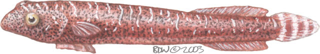 Cochleoceps orientalis