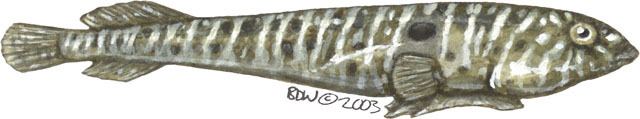 Gobiesocidae