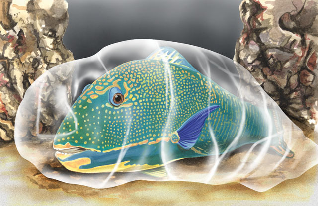 parrotfish in mucus bed