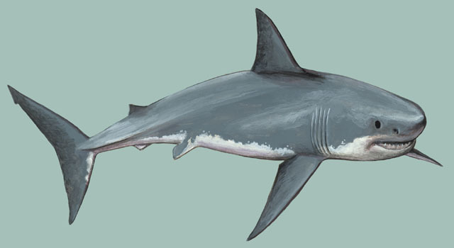 Carcharodon_carcharias