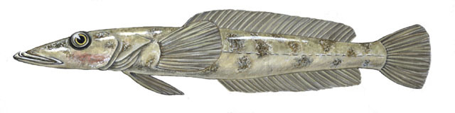 Bathydraconidae