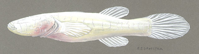 Amblyopsis