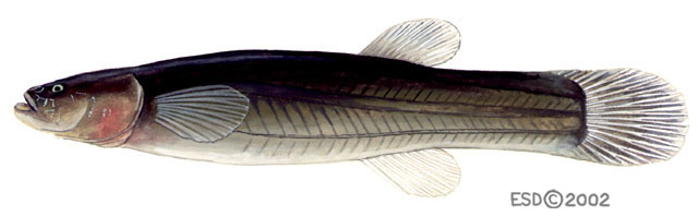 Forbesichthys agassizii