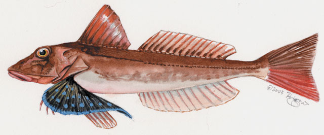 Chelidonichthys spinosus