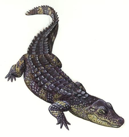 Alligator_sinensis