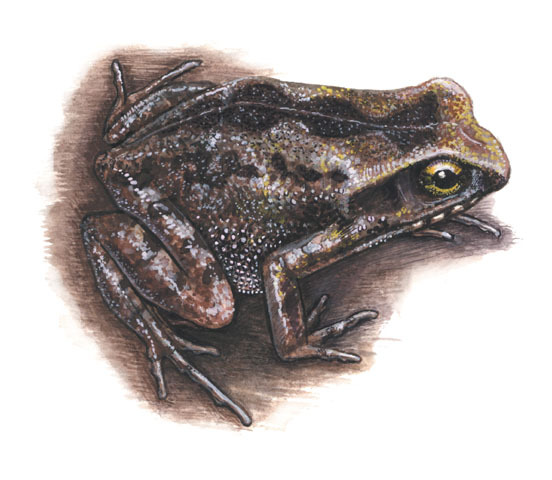 Arthroleptis stenodactylus