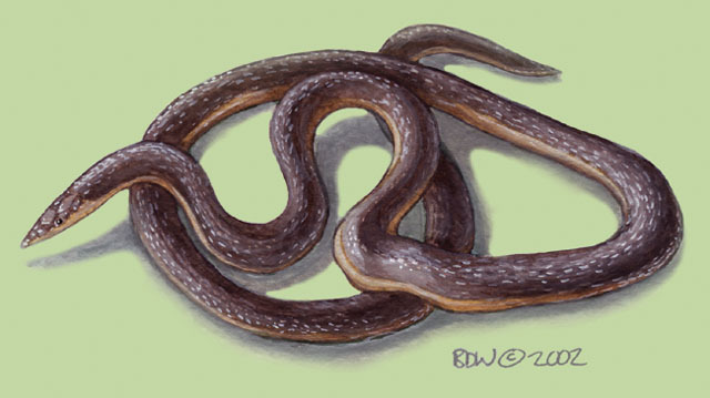 Xenocalamus_bicolor