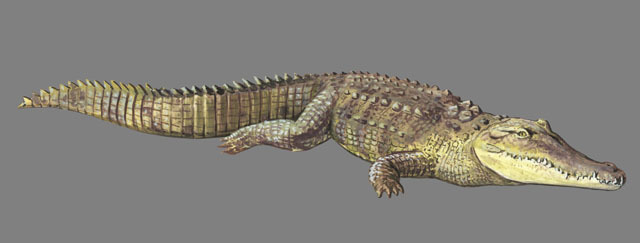 Crocodylus_acutus