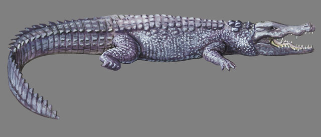 Crocodylus_palustris