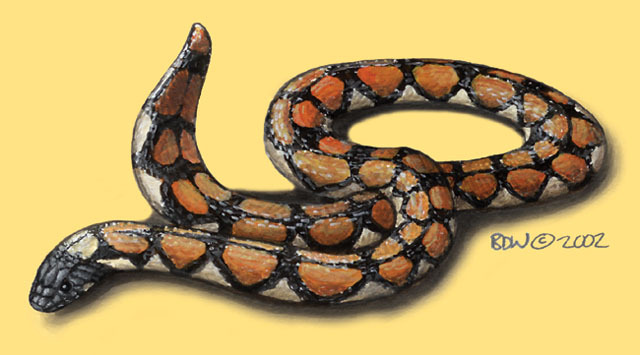 Cylindrophis_maculatus