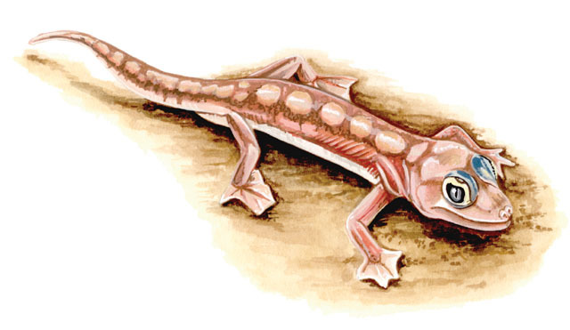 Pachydactylus rangei