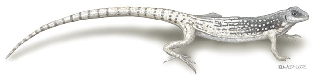 Dipsosaurus dorsalis