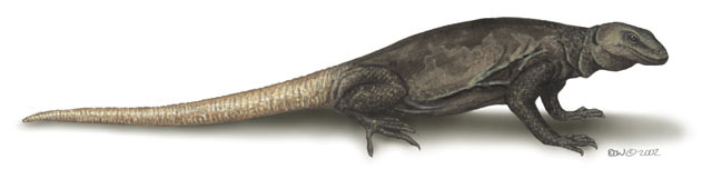 Iguanidae