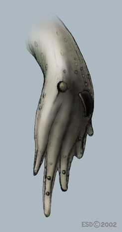 Scaphiopus_couchii_hindfoot