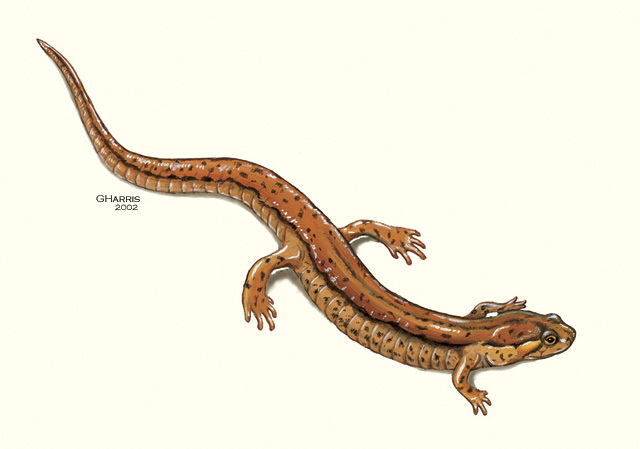 Desmognathus