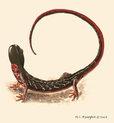 Salamandridae