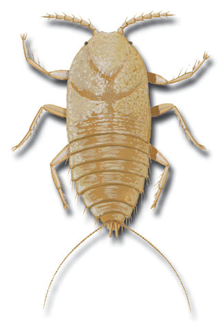 Pseudococcidae