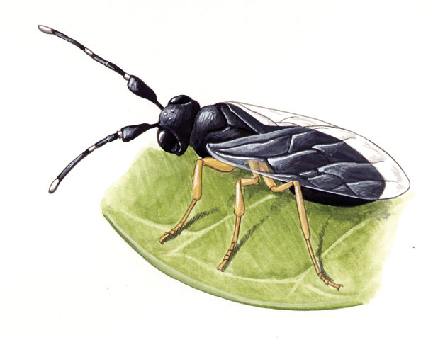 Encyrtidae