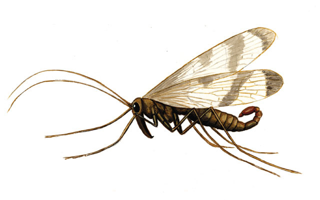 Panorpidae