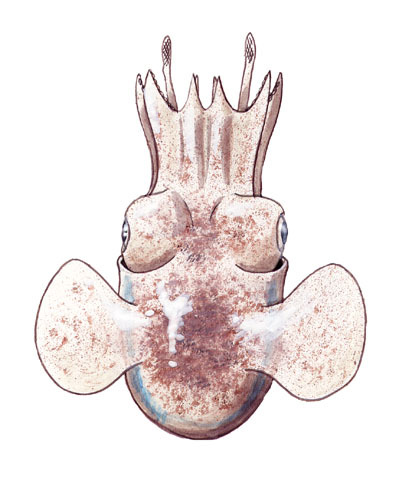 Stoloteuthis