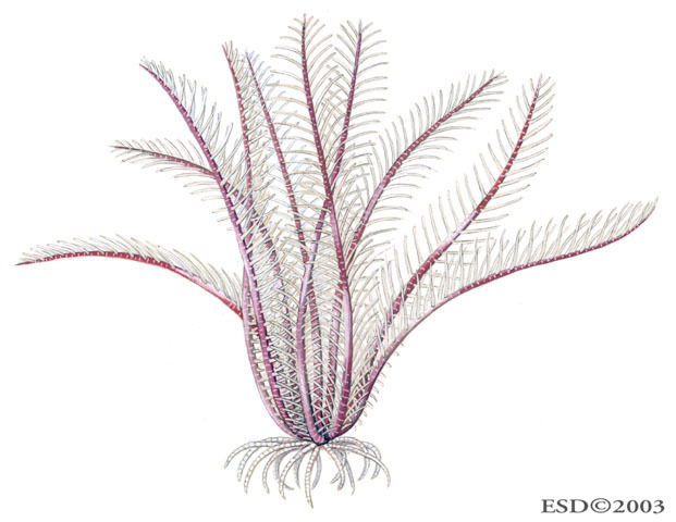 Echinodermata