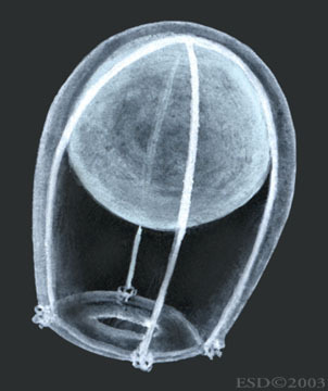 Millepora alcicornis