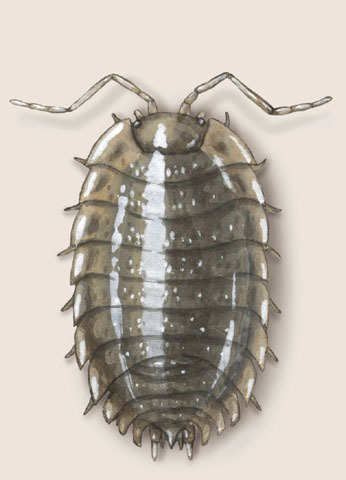 Oniscoidea