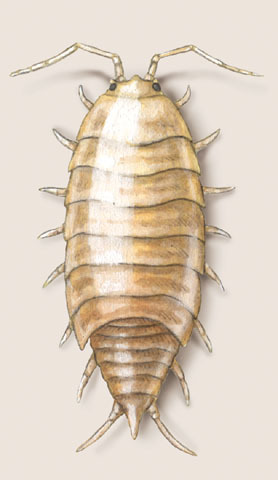 Trichoniscoidea