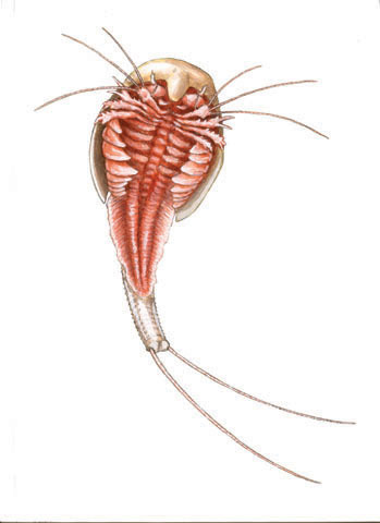 Triopsidae