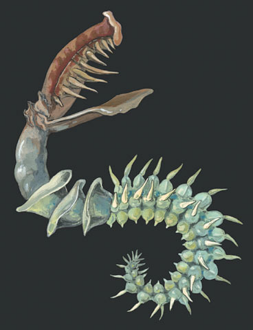 Chaetopterus variopedatus