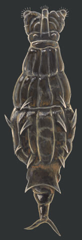 Bdelloidea