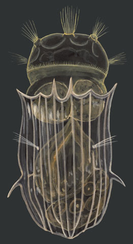 Notholca ikaitophila