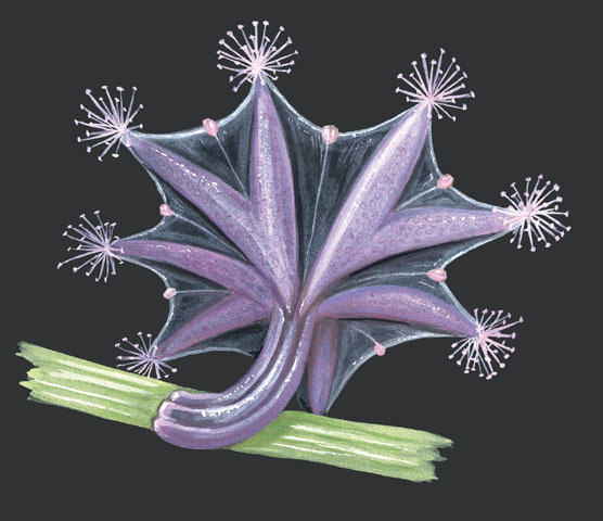 Lucernariidae