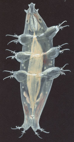 Milnesium_tardigradum