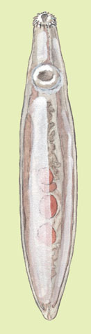 Echinostoma