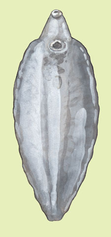 Echinostomida