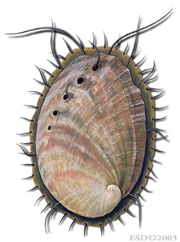 Haliotididae