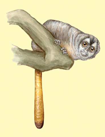 Aotus lemurinus