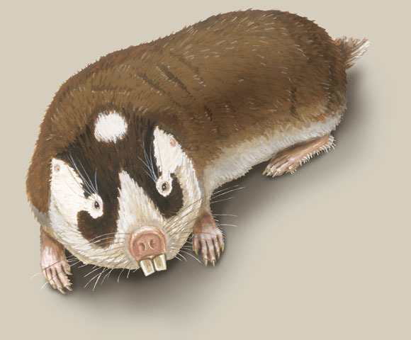Georychus capensis