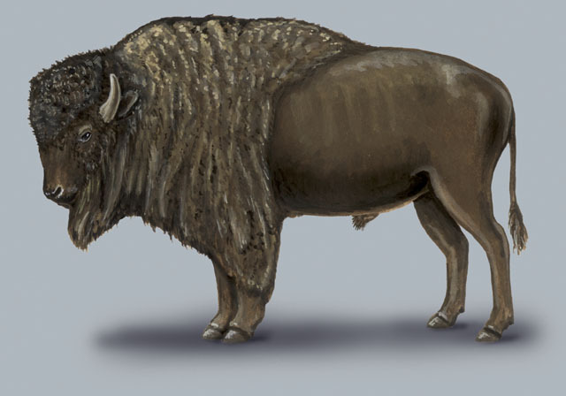 Bison_bison