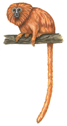 Leontopithecus rosalia