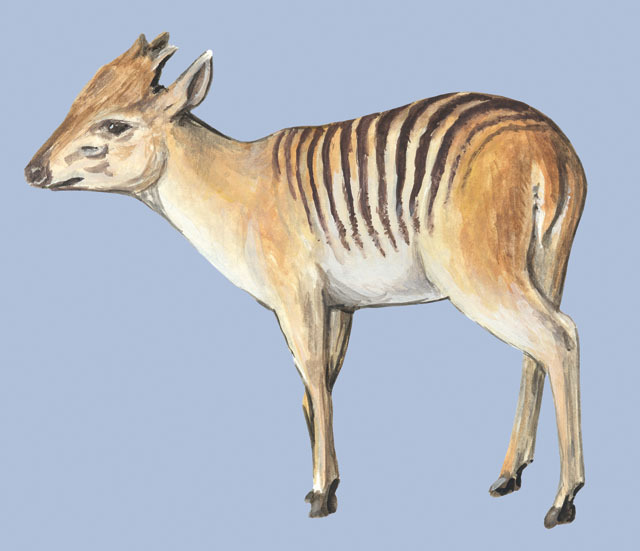 Cephalophus zebra