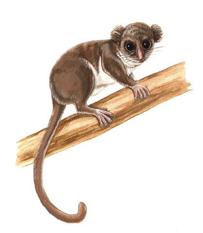 Cheirogaleidae