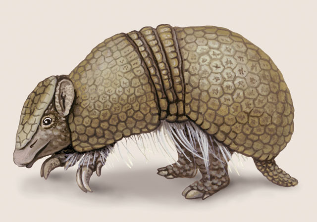 Dasypodidae
