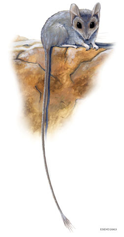 Sminthopsis longicaudata